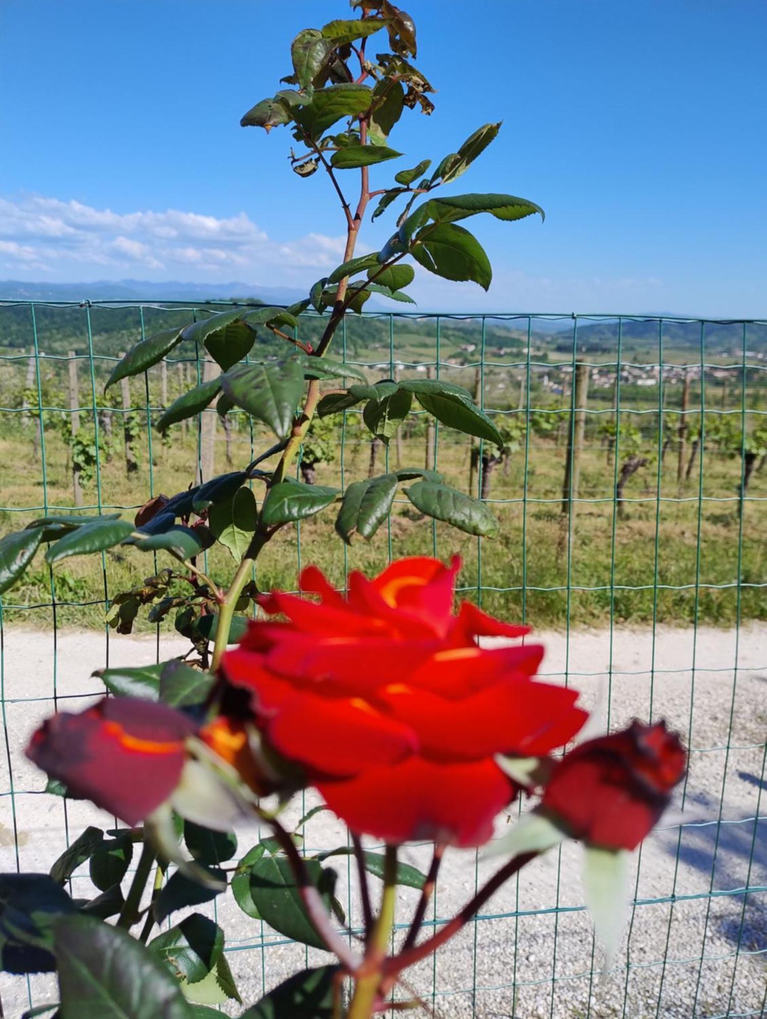 Le Badie Wine Resort Rosazzo 外观 照片